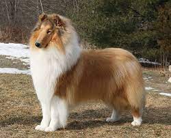 Ch Alfenloch Countryview Starpower S Page Alfenloch Rough Collies Ontario Canada In 2020 Collie Breeds Rough Collie Rough Collie Puppy