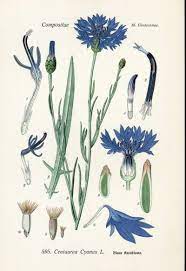 Pin Von Iri Boro Auf Flowers Cornflowers Botanische Zeichnungen Botanische Illustration Botanische Abbildungen