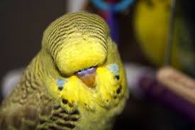 Baby Birds With Yellow Tail Feathers Our Flock Of Budgie Parakeets Puppies Are Prozac Budgies Parakeet Parakeet Colors