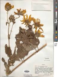 Image result for Blepharispermum pubescens