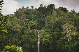 Maybe you would like to learn more about one of these? Wildlife In Indonesia 10 Must See Endemic Species Bookallsafaris Com