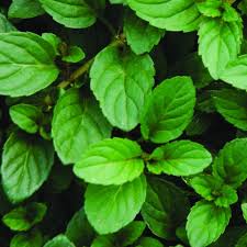 You can also stand the stems upright in water as you would a bouquet of flowers, and place in the fridge. Mint Peppermint Plants For Sale Mentha X Piperita The Growers Exchange