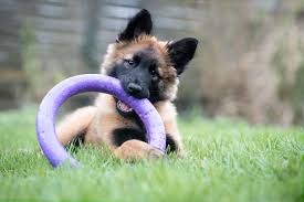 The belgian tervuren is a breed of large dogs originating in belgium. 4 Things To Know About Belgian Tervuren Puppies Greenfield Puppies