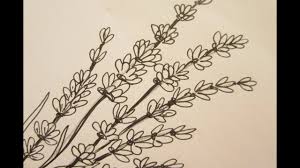 Not all climates are great for them, so sometimes they need a little extra care to grow well and lavender asparagus bush, 13 features plastic lavender buds and greenery on a plastic stem. How To Draw Flowers Draw Lavender Flowers Youtube