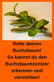 Buchsbaumzunsler Erkennen Bekampfen Und Vernichten So Kannst Du Deinen Buchsbaum Retten Buchsbaumzunsler Buchsbaum Garten Unkraut Im Garten