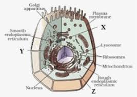 The two major categories of cells…. Image Of The Animal Cell Diagram Of Plant Cell Class 9 Transparent Png 412x293 Free Download On Nicepng