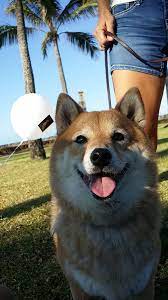 My First Shiba Inu Puppy Home Page My First Shiba Inu Shiba Inu Shiba Inu Dog Japanese Dogs