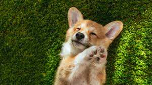 Maybe you would like to learn more about one of these? Teacup Corgi The Complete Guide Dogsintl