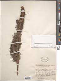 Image result for Sopubia ramosa