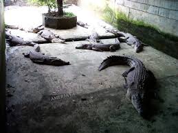 Negeri sarawak merupakan negeri yang terbesar di malaysia dan mempunyai hutan tebal yang besar serta. Percutian Bajet Ke Jong S Crocodile Farm And Zoo Kuching