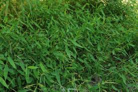 Image result for Arthraxon lancifolius