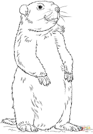 Resultado De Imagem Para Marmota Para Colorir Coloriage A Imprimer Gratuit Marmotte Dessin Dessin Lapin