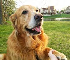 How to retrain a dog method 1 of 3: Can We Retrain An Old Dog