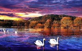 White Swan Swimming In Cool Water Nice Wallpapers Hd Wallpapers 1080p Download Full Hd Wallpaper Download Www Fr Lake Sunset Sunset Wallpaper Swan Wallpaper