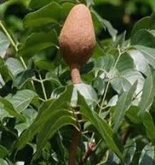 Mewarnai bumi am f yang ku cinta. Khasiat Pokok Buah Tunjuk Langit