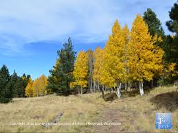 Prairie gold aspen has been adapted to extreme weather conditions including high heat and humidity, allowing it to survive in locations not thought of for other quaking aspen seed sources. Arizona Snowbowl In The Fall Shimmering Golden Aspens Everywhere Top Ten Travel Blog