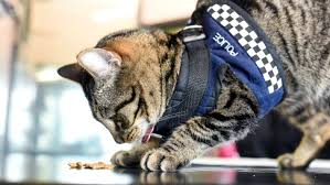 Cool Police Station Cat Constable Snickers Missing For Two Weeks Cats Gorgeous Cats Police