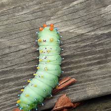 Image result for Cecropia