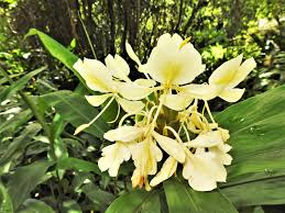 Image result for Siphonochilus longitubus