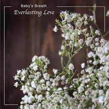Pin On Meaning Of Flowers