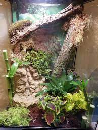 Keeping american green tree frogs as pets is an enjoyable experience for beginners and experts alike. My Vivarium For Stewart And Alfredo The Grey Tree Frogs Tree Frog Terrarium Gray Tree Frog Frog Terrarium