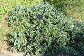 Image result for Hertia