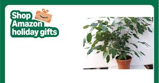 Image result for Ficus benjamina