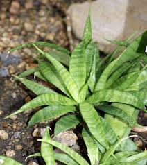 Image result for Sansevieria parva