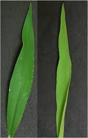 Image result for Digitaria compressa