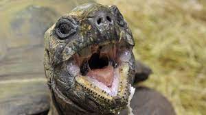 Que faire d'une tortue morte. Incroyable Une Tortue Morte Retrouvee Dans Les Organes Genitaux D Une Femme