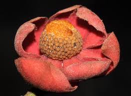 Image result for Uvaria acuminata