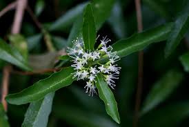 Image result for Nuxia oppositifolia