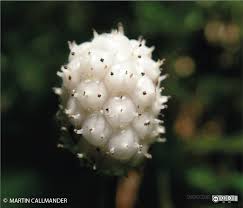 Image result for Piper capense