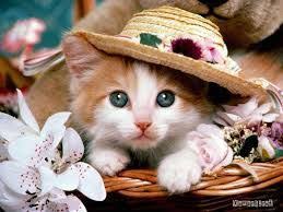 3,141 likes · 10 talking about this. Pin On Kucing Lucu Pokervovo Com Agen Poker Online Indonesia Terbesar