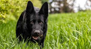 A long coat german shepherd dog can be a child's alert and protective best friend ~ you can let them play in the yard with confidence. Black Dog Breeds The Top 20 Dog Breeds With Black Fur