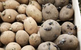 Ich hatte 6 speisekartoffeln in einen alten kompostbehälter gepflanzt. Kartoffeln Pflanzen Pflegen Ernten Rikes Kuchengarten