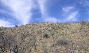 Image result for Diheteropogon filifolius