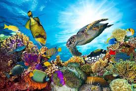 The Longest Coral Reefs In The World Coral Reef Wildlife Day Tropical Fish