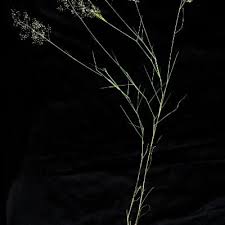 Image result for Tricholaena