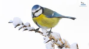 Süße tiere paarhufer tiere des waldes. Bildschirmhintergrunde Wintervogel Nabu