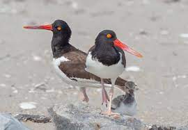 Plumage and colours head is grey. American Oystercatcher Wikipedia