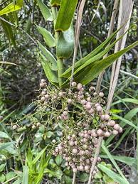 Image result for Flagellariaceae