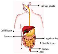 Bowman's capsule, glomerulus, collecting duct, renal artery. Cbse 10 Biology Notes