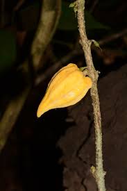 Image result for Landolphia eminiana