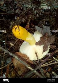 Image result for Russula flavida