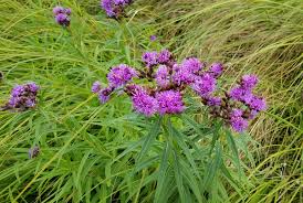 Image result for Vernonia undulata
