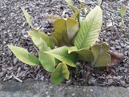 Image result for Pyrrosia rhodesiana