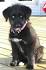 Siberpoo Dog Breed Information and Pictures