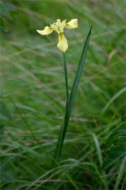 Image result for Moraea spathulata