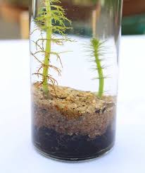We did not find results for: Plante Aquatique Jetez Vous A L Eau En 47 Photos Archzine Fr